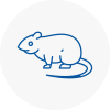 Rat Control Dundee