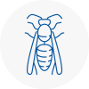 Dundee Wasp Nest Removal